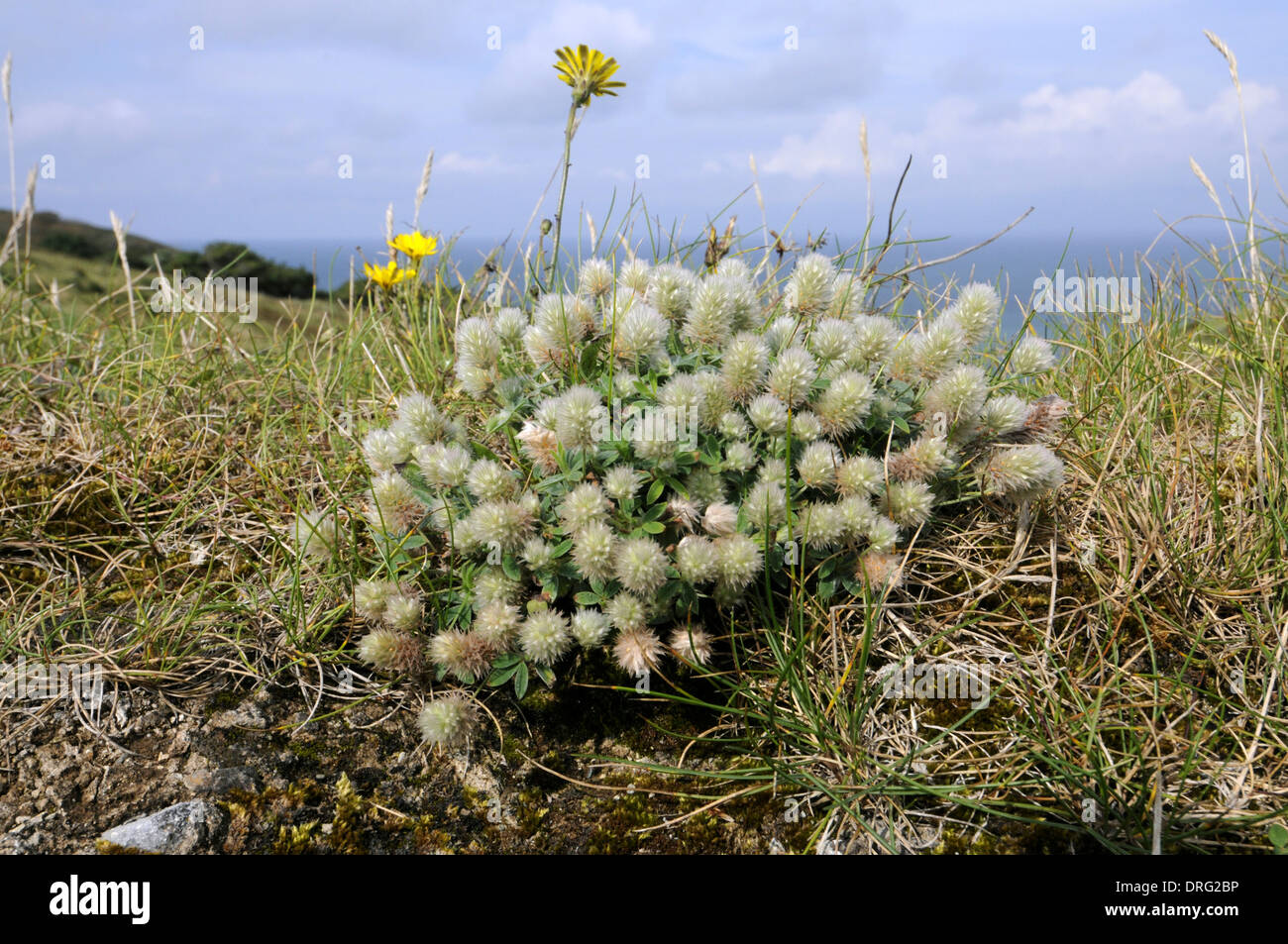 Lepre di piede di trifoglio Trifolium arvense (Fabaceae) - Lundy, Devon. Foto Stock