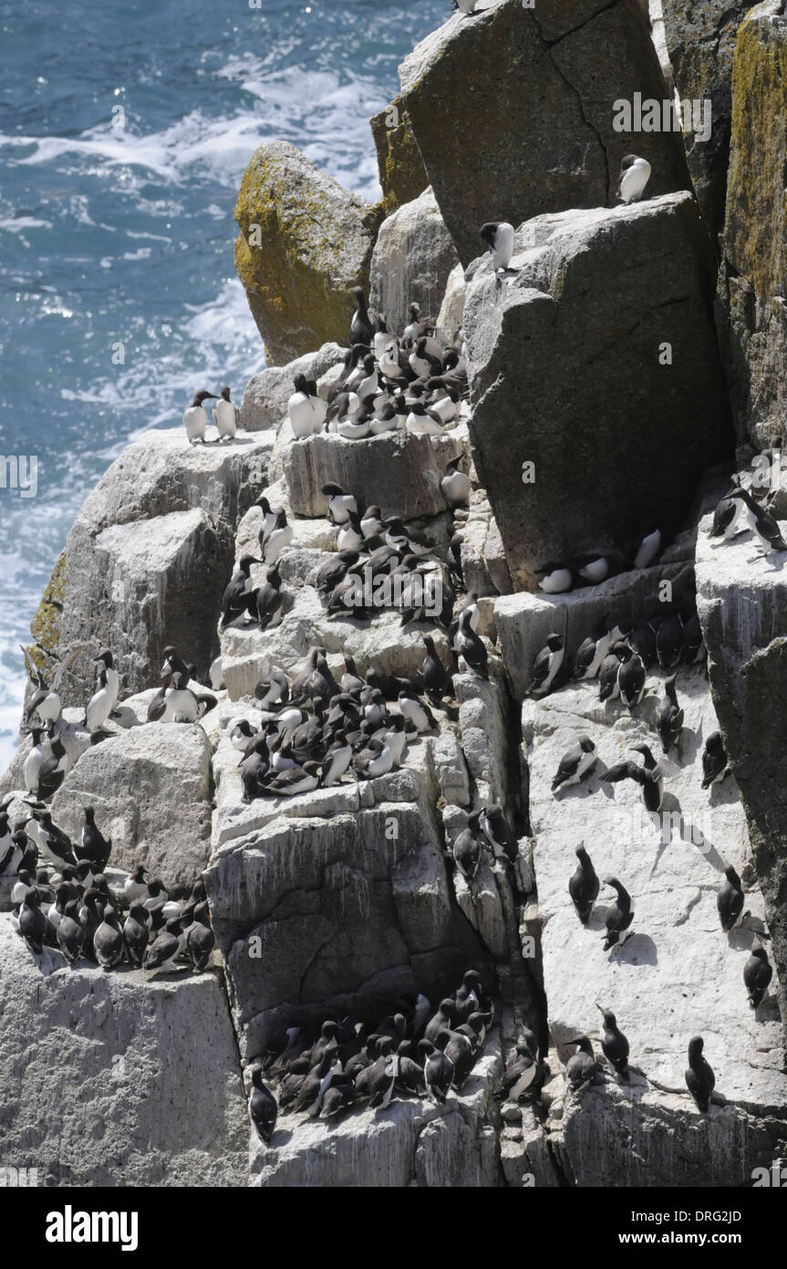 Guillemot Uria aalge - allevamento colonia su Lundy Foto Stock