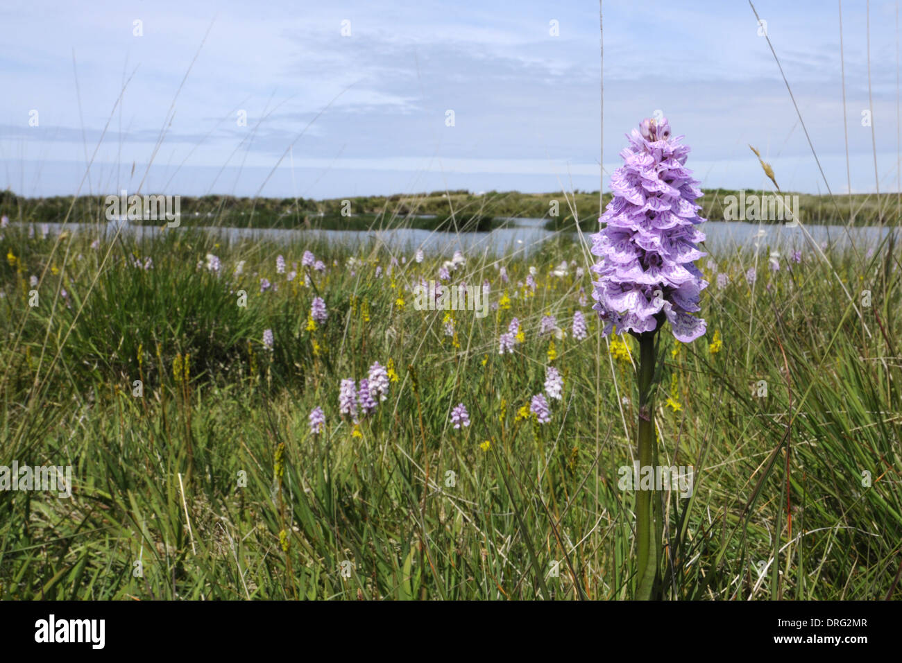 Heath Spotted-orchid - Dactylorhiza maculata (Orchidaceae) Foto Stock