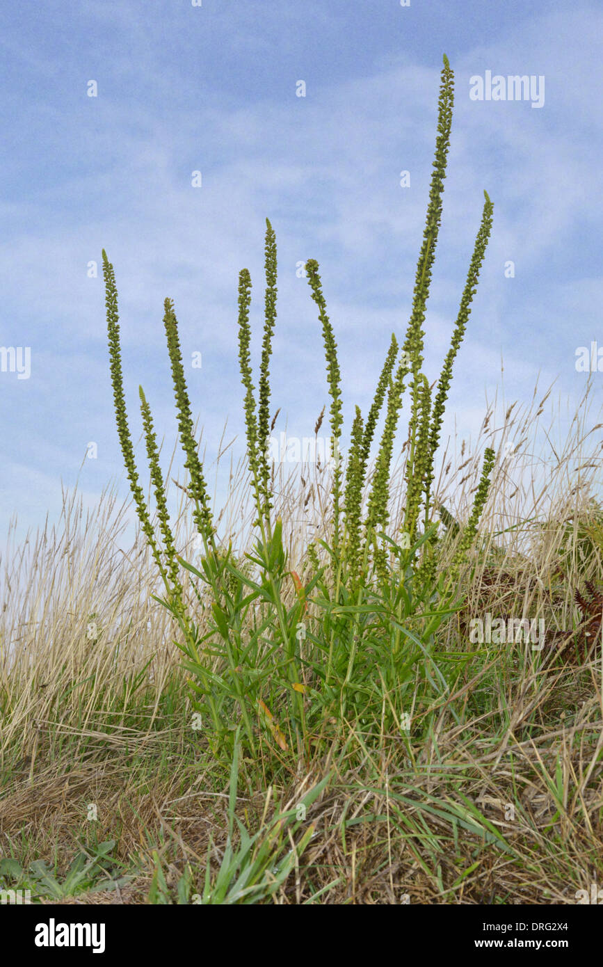 Saldare - Reseda luteola (Resedaceae) Foto Stock
