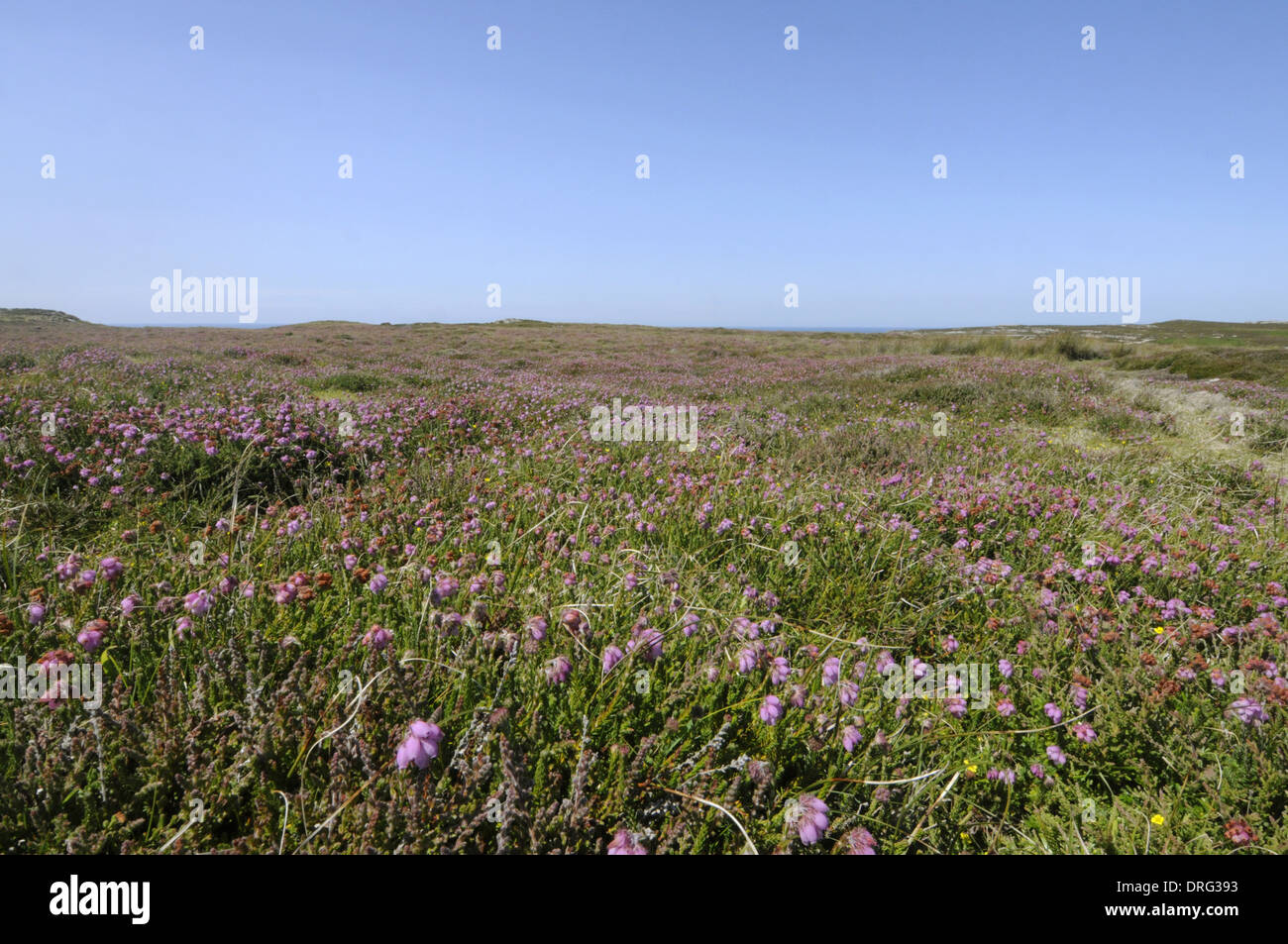 Cross-lasciava heath - Erica tetralix Lande secche (Ericaceae) Foto Stock