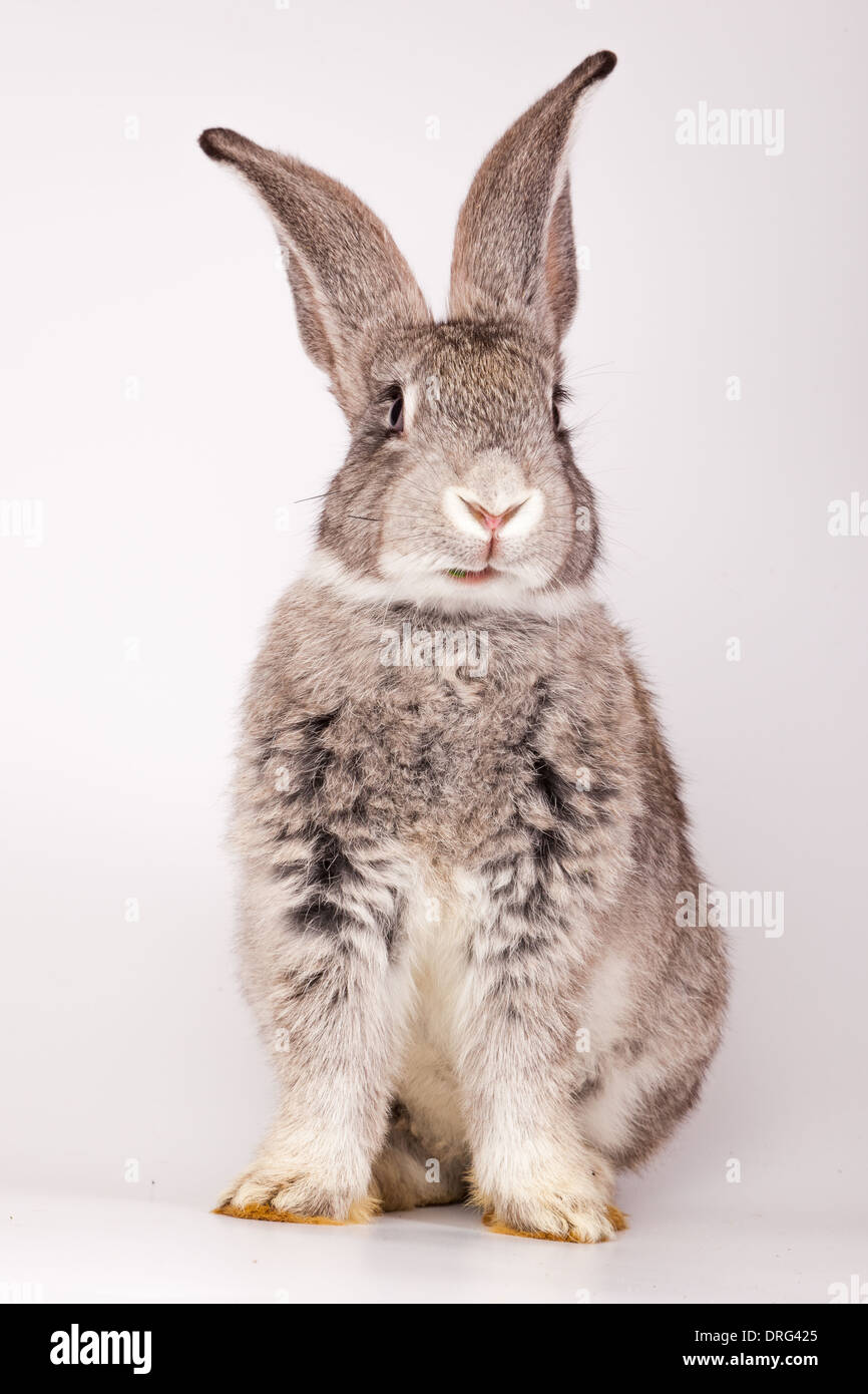 Il coniglio domestico è isolato in studio su uno sfondo bianco. Foto Stock