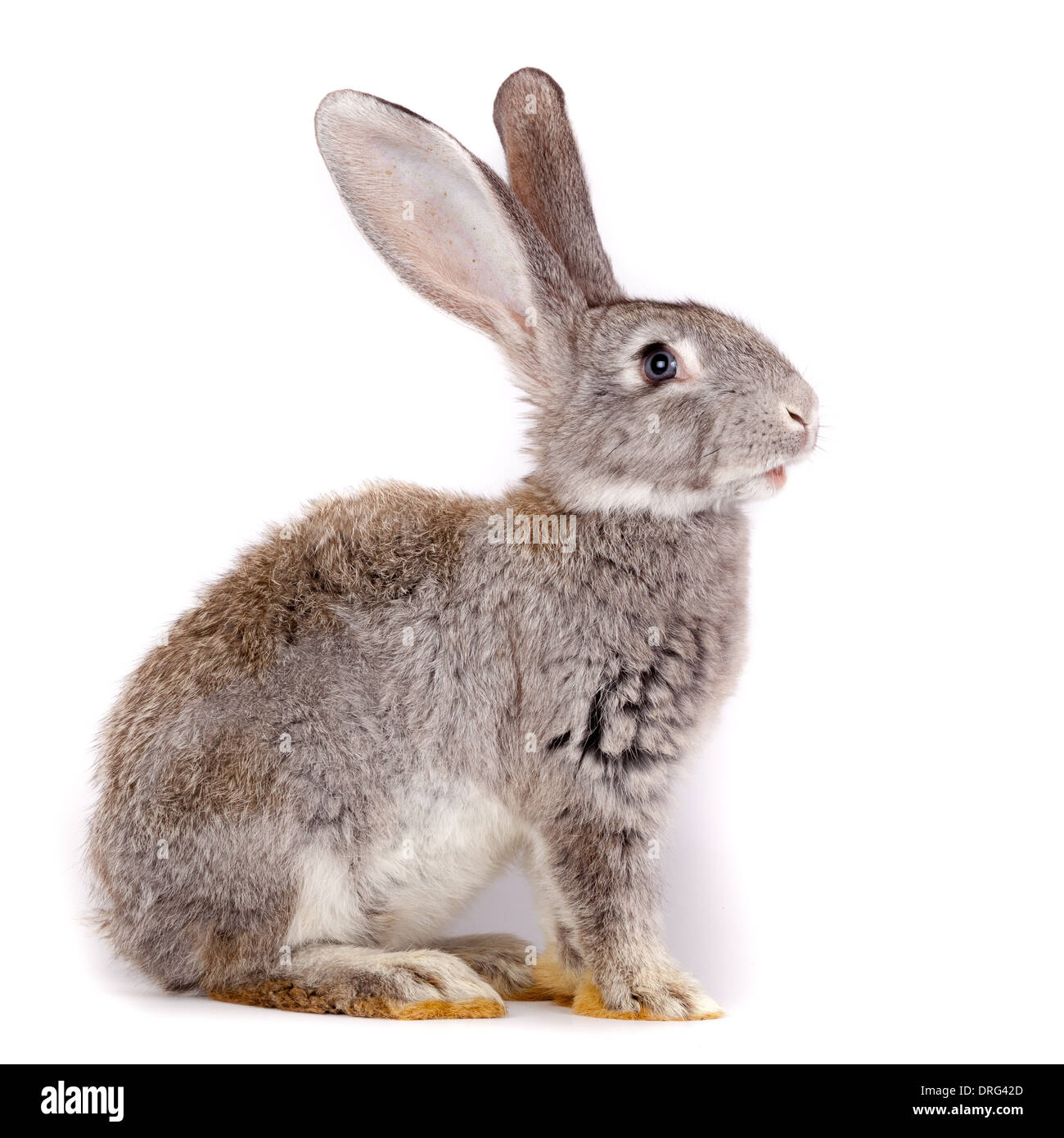 Il coniglio domestico è isolato in studio su uno sfondo bianco. Foto Stock