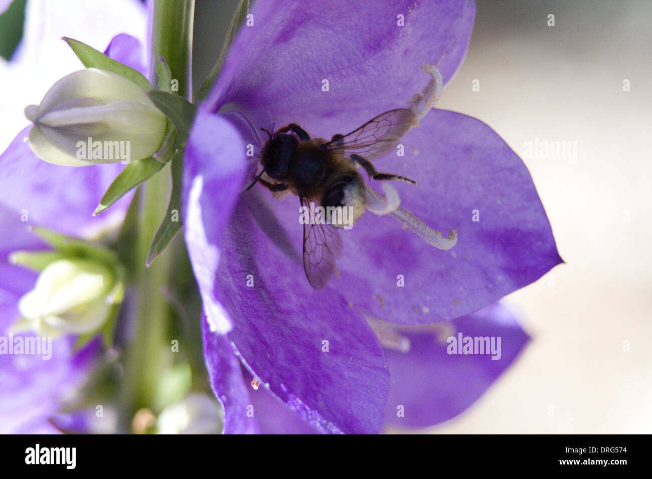 Bee impollinatori campana di Canterbury Foto Stock