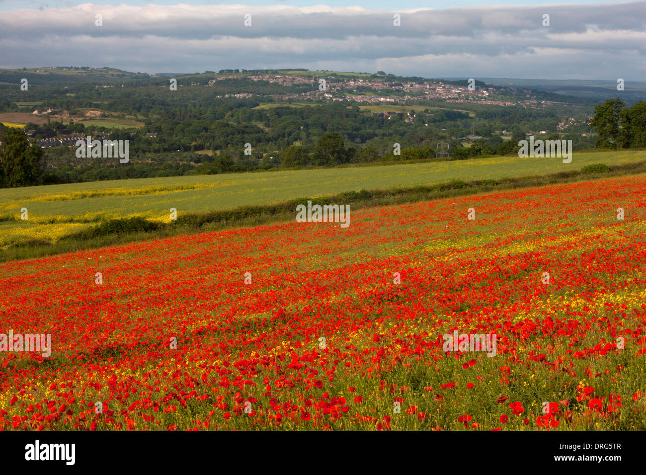 Una vista del paesaggio di estate campi di papavero lungo il Tyne Valley vicino a Wylam nel Northumberland Foto Stock