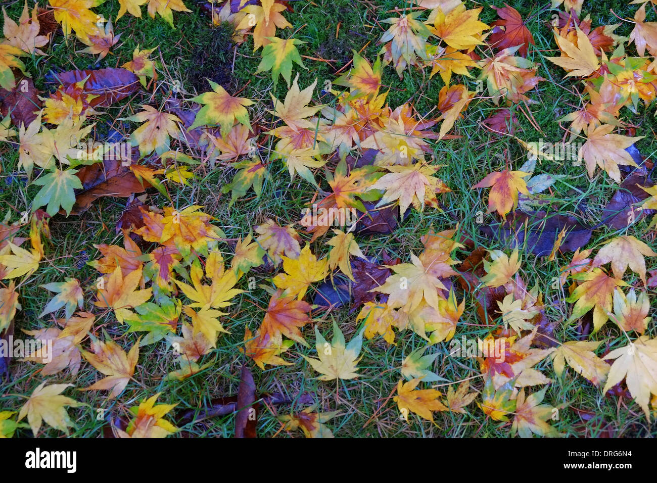 Foglie di autunno sull'erba Foto Stock