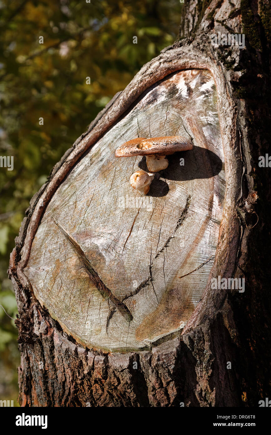 A forma di fungo presente sul male di parte di una struttura ad albero. Foto Stock