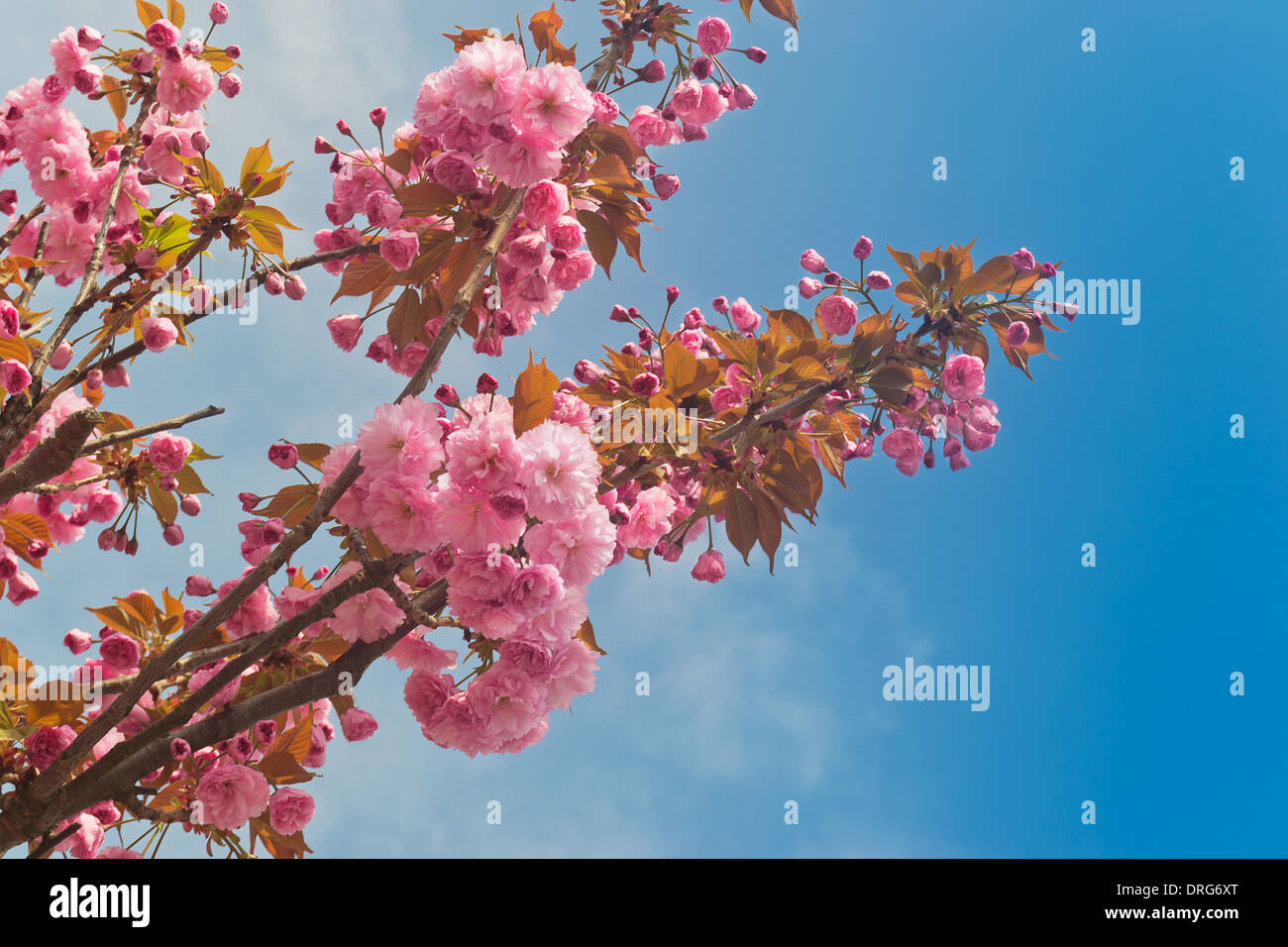 Il ramo di un albero di rosa fiori di ciliegio contro un cielo blu. Foto Stock