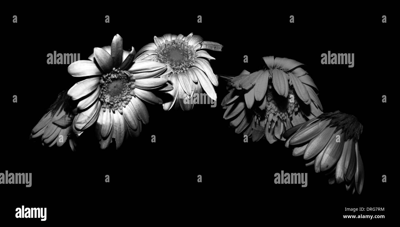 Cinque fiori morente IN BIANCO E NERO Foto Stock