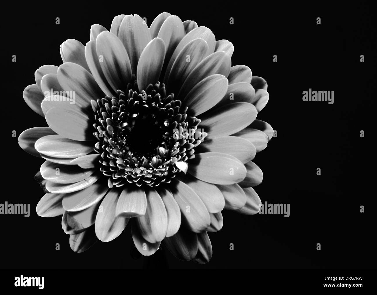 Singola nera e fiore bianco Foto Stock
