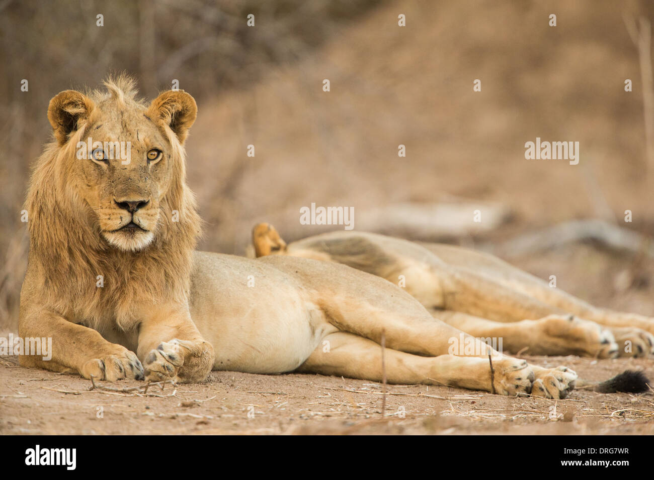 Leone maschio (Panthera leo) laminazione sul retro, guardando la fotocamera Foto Stock