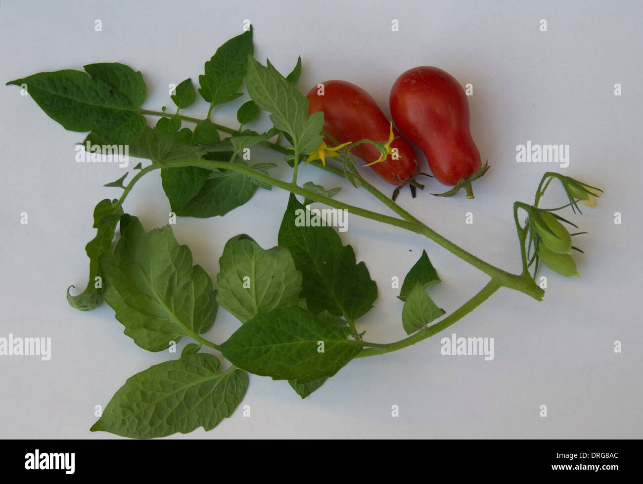 Pomodoro grappolo vegetali con foglie, fiori, due rossi e tre pomodori verdi Foto Stock