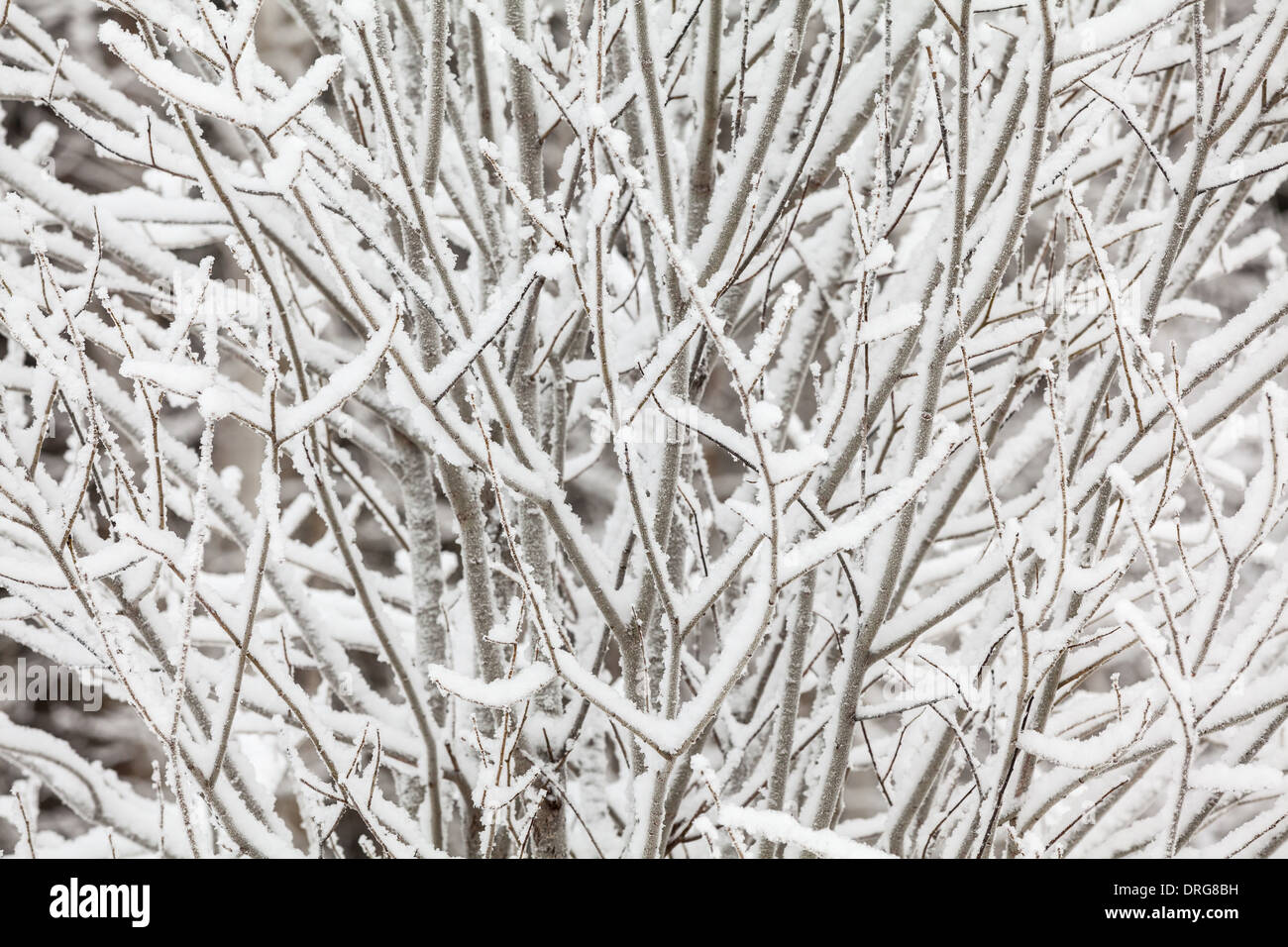 Alberi innevati Foto Stock