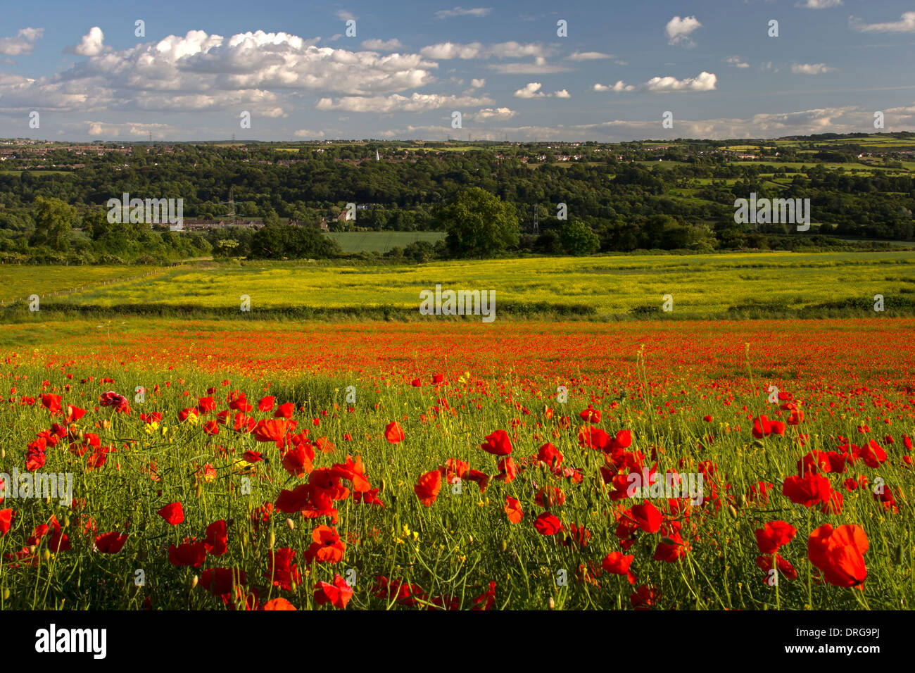 Una vista del paesaggio di estate campi di papavero lungo il Tyne Valley vicino a Wylam nel Northumberland Foto Stock