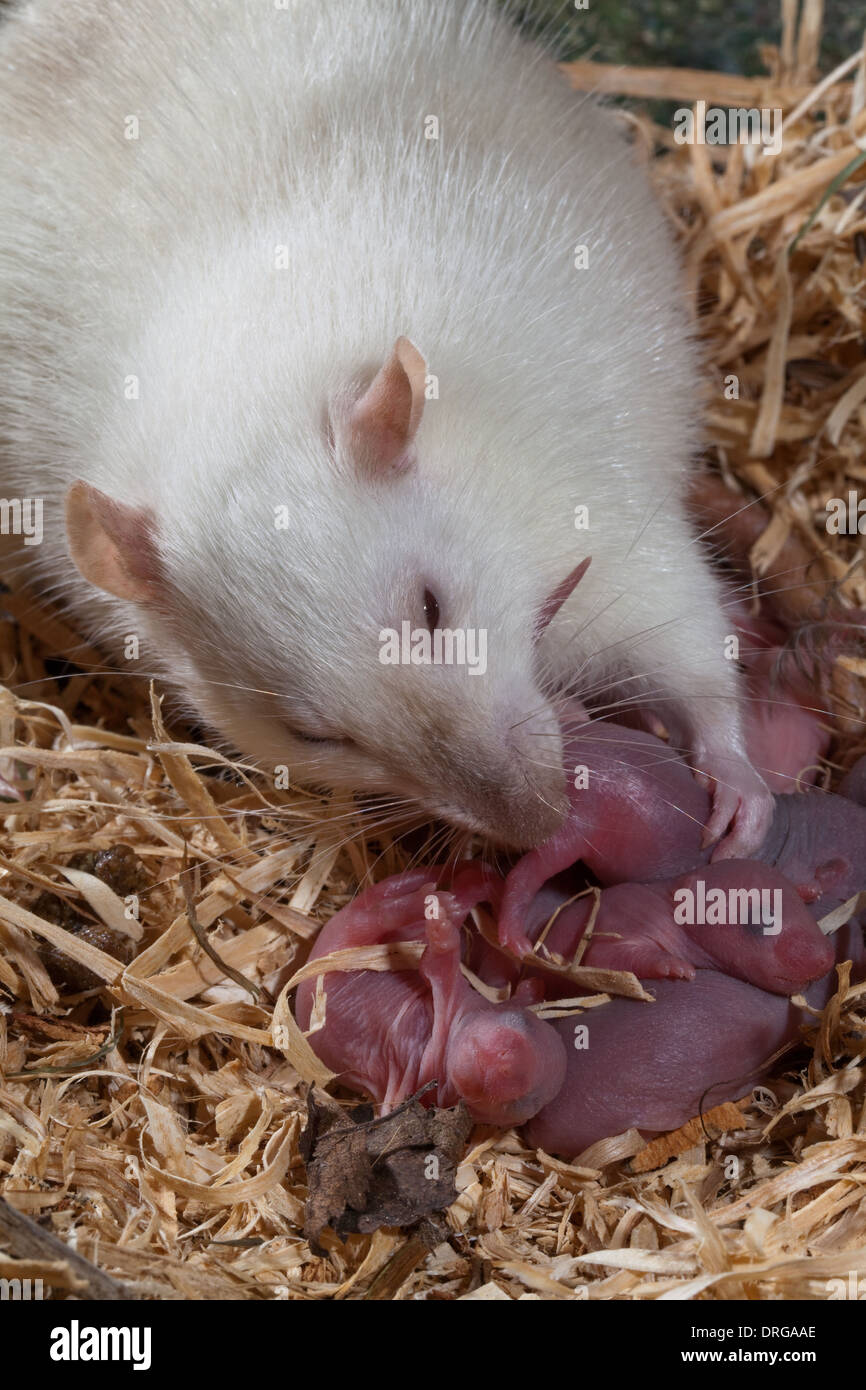 Albino Bianchi ratti addomesticati (Rattus norvegicus), Madre ano pulizia fine di un neonato, nidoculous giovani. Foto Stock