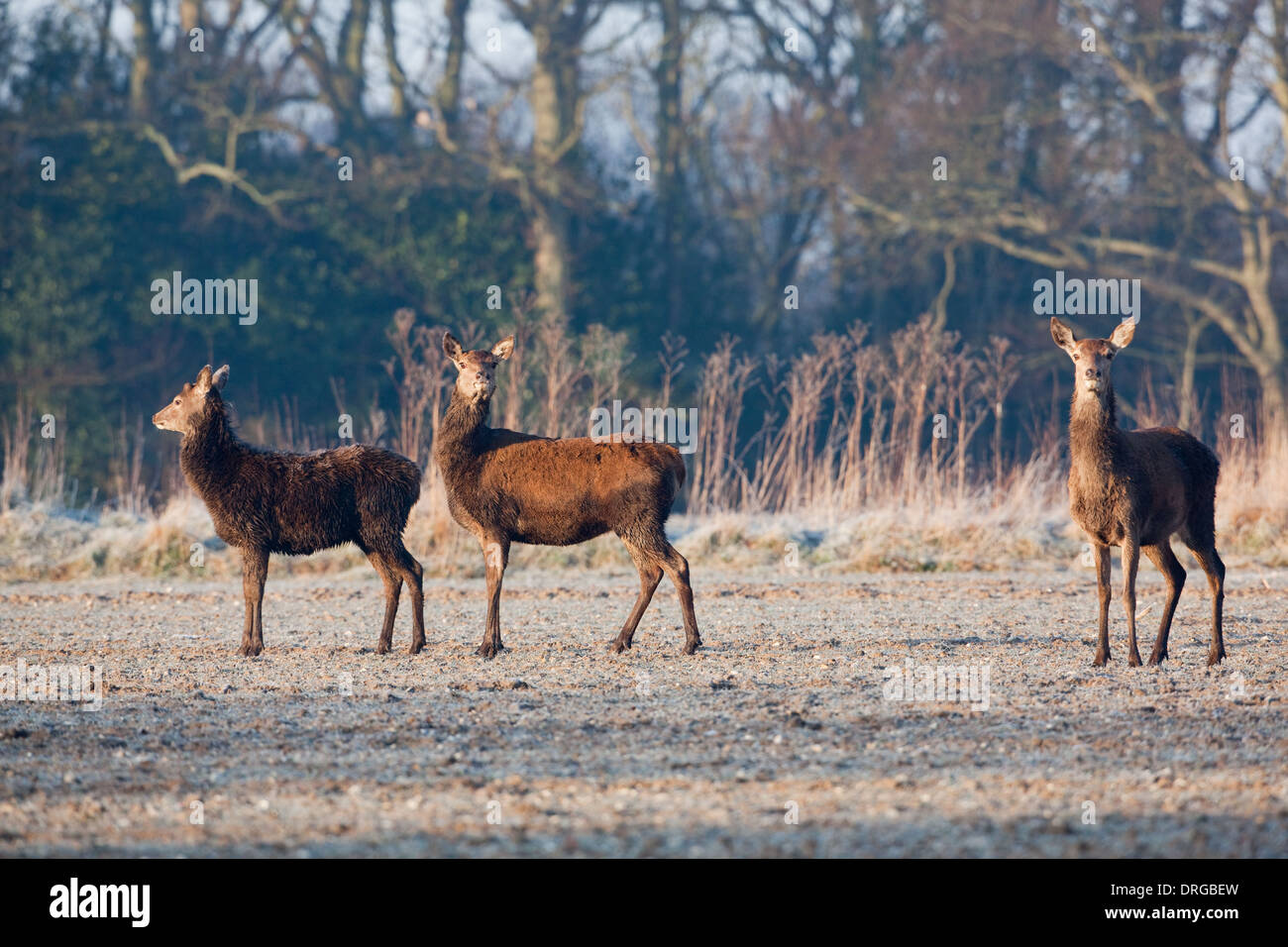 Il cervo (Cervus elaphus). Fame cerve alla ricerca di cibo nel freddo estremo di un tardo inverno. Ingham, Norfolk. Foto Stock