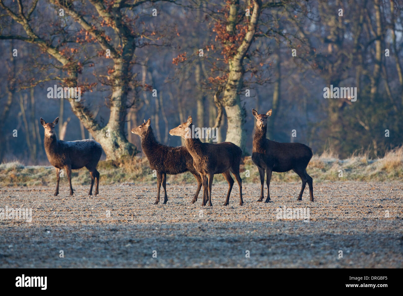 Il cervo (Cervus elaphus). Gli animali alla ricerca di cibo nel freddo estremo di un inverno duro. Ingham, Norfolk. Foto Stock