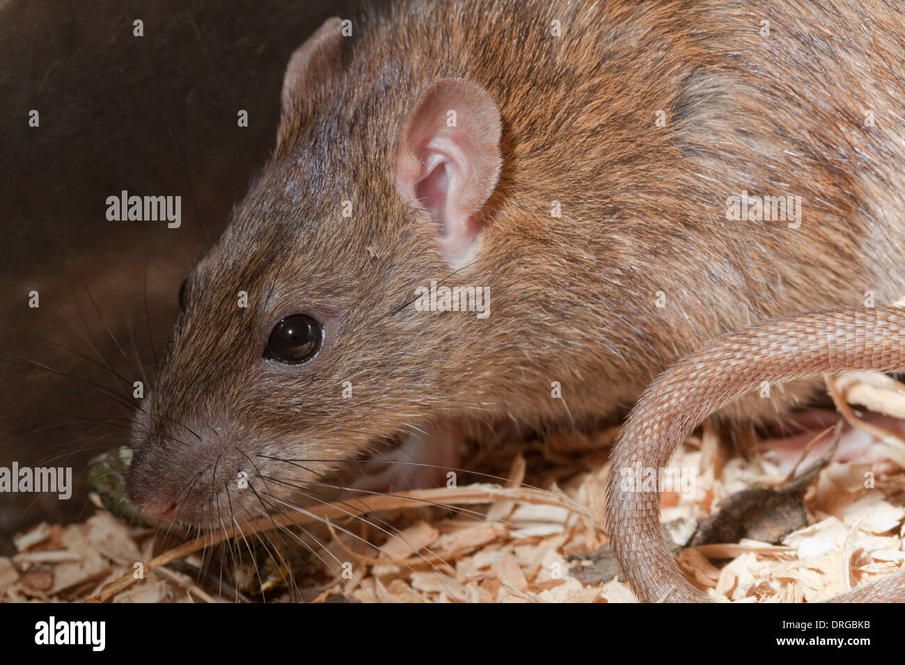 Marrone (Ratto Rattus norvegicus). Testa che mostra le caratteristiche facciali, organi di senso, vibrissae, naso, occhi, orecchie esterne. Foto Stock
