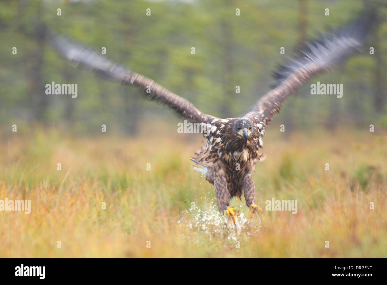 Jumping White-tailed Eagle (Haliaeetus albicilla) Foto Stock