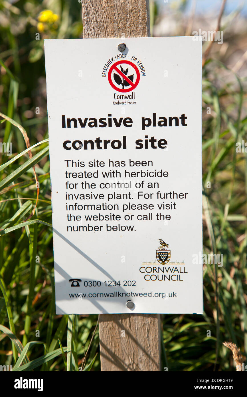 Un Knotweed pianta invasiva sito di controllo in Cornwall, Regno Unito Foto Stock