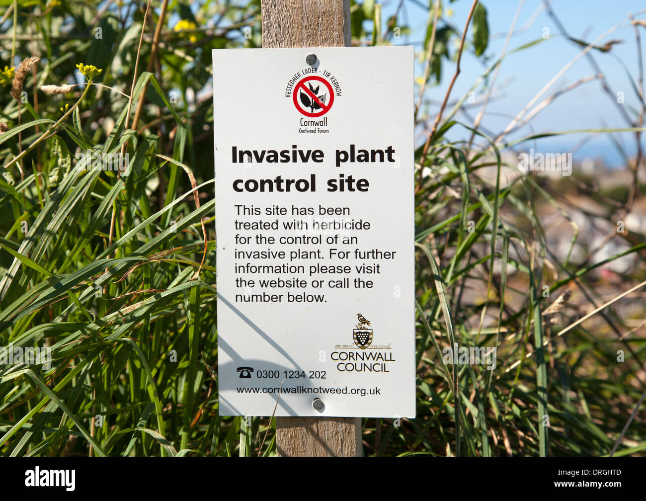 Un Knotweed pianta invasiva sito di controllo in Cornwall, Regno Unito Foto Stock