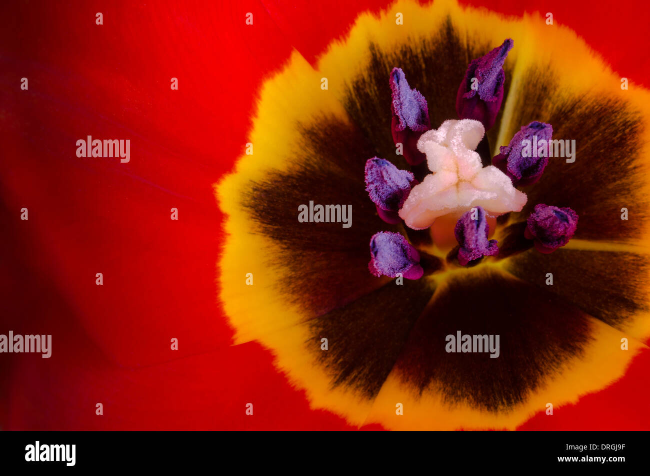 Dettaglio di un colorato luminosamente tulip flower Foto Stock