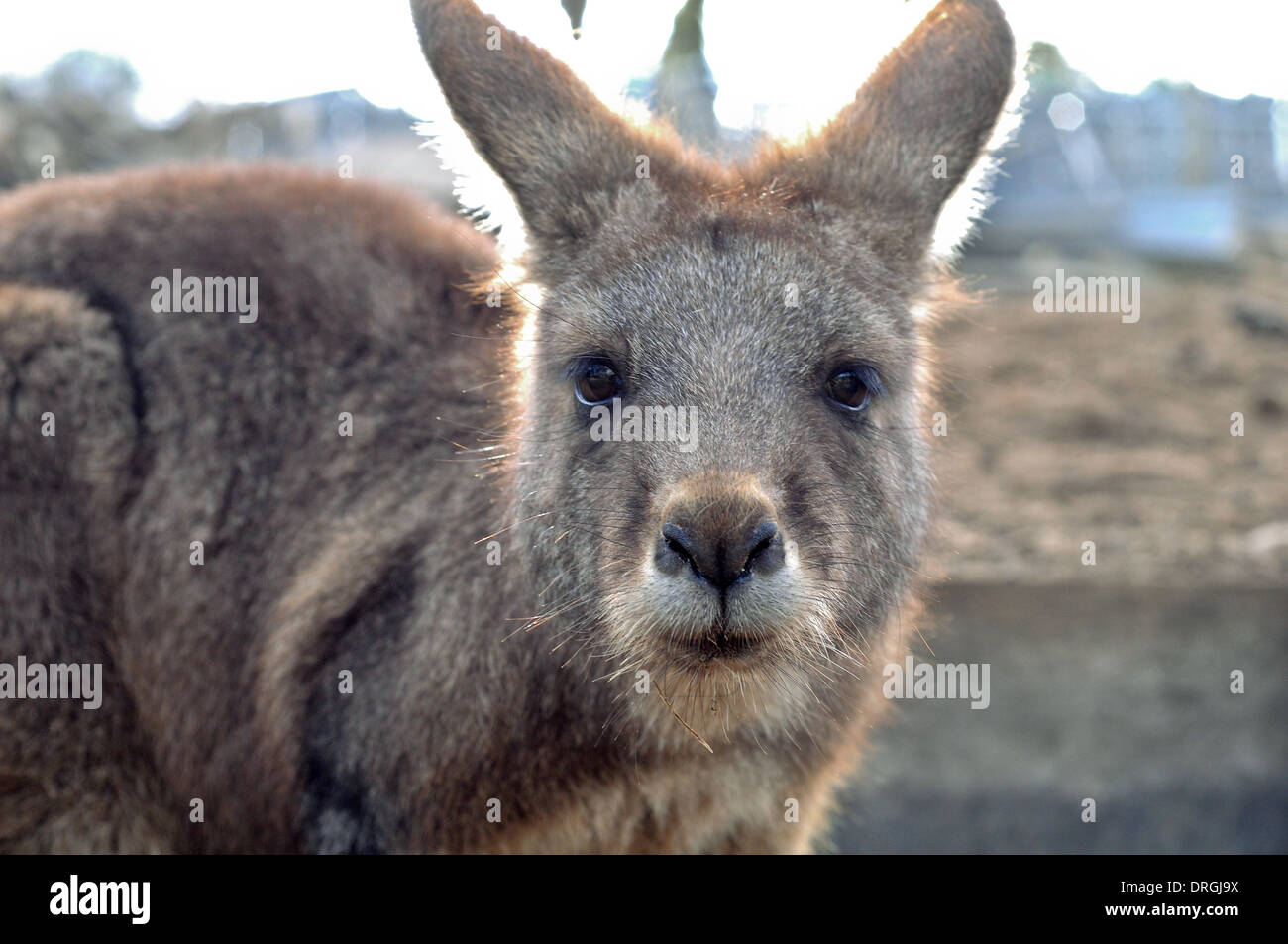 Brown canguro è partire a voi Foto Stock