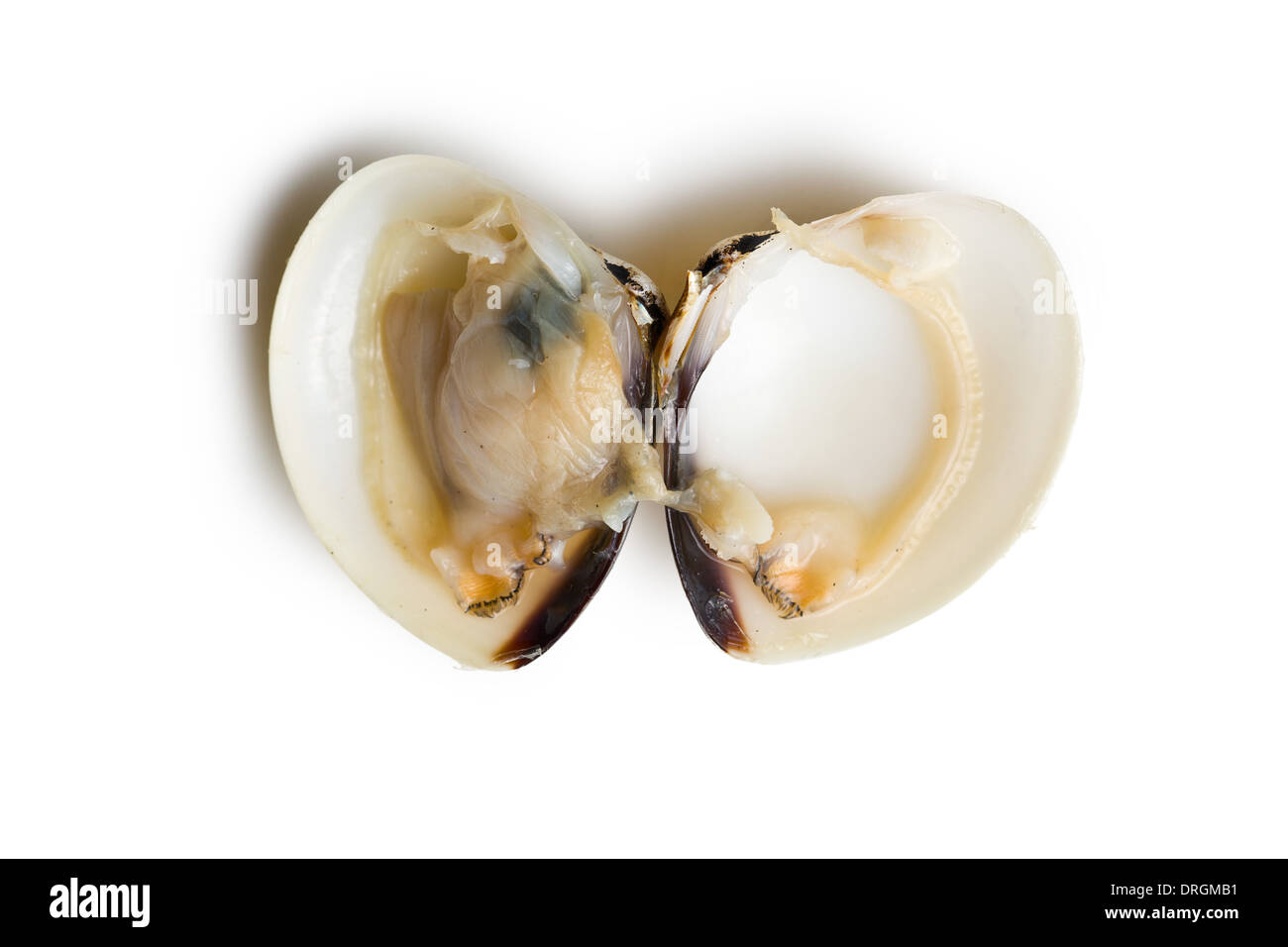 Vista superiore di materie clam su sfondo bianco Foto Stock