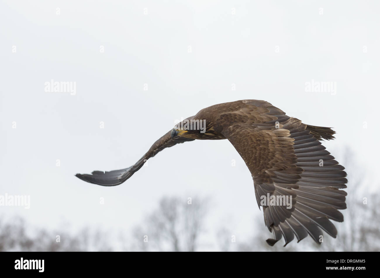 Junger Seeadler, Haliaeetus albicilla, Young White Tailed eagle Foto Stock