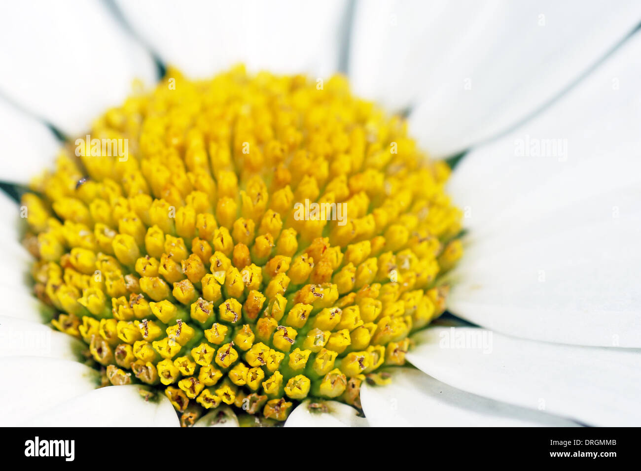 Nucleo di giallo di Daisy bianca fiore Foto Stock
