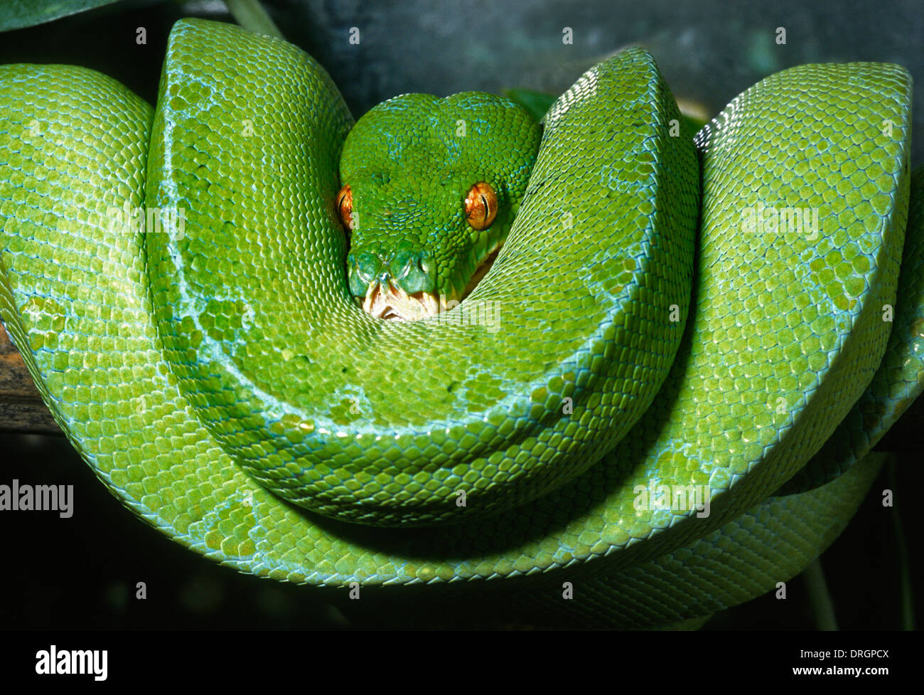 Emerald tree boa Corallus caninus, Boidae, Sud America i serpenti snake Roberto Nistri rettile rettili boas orizzontale Foto Stock