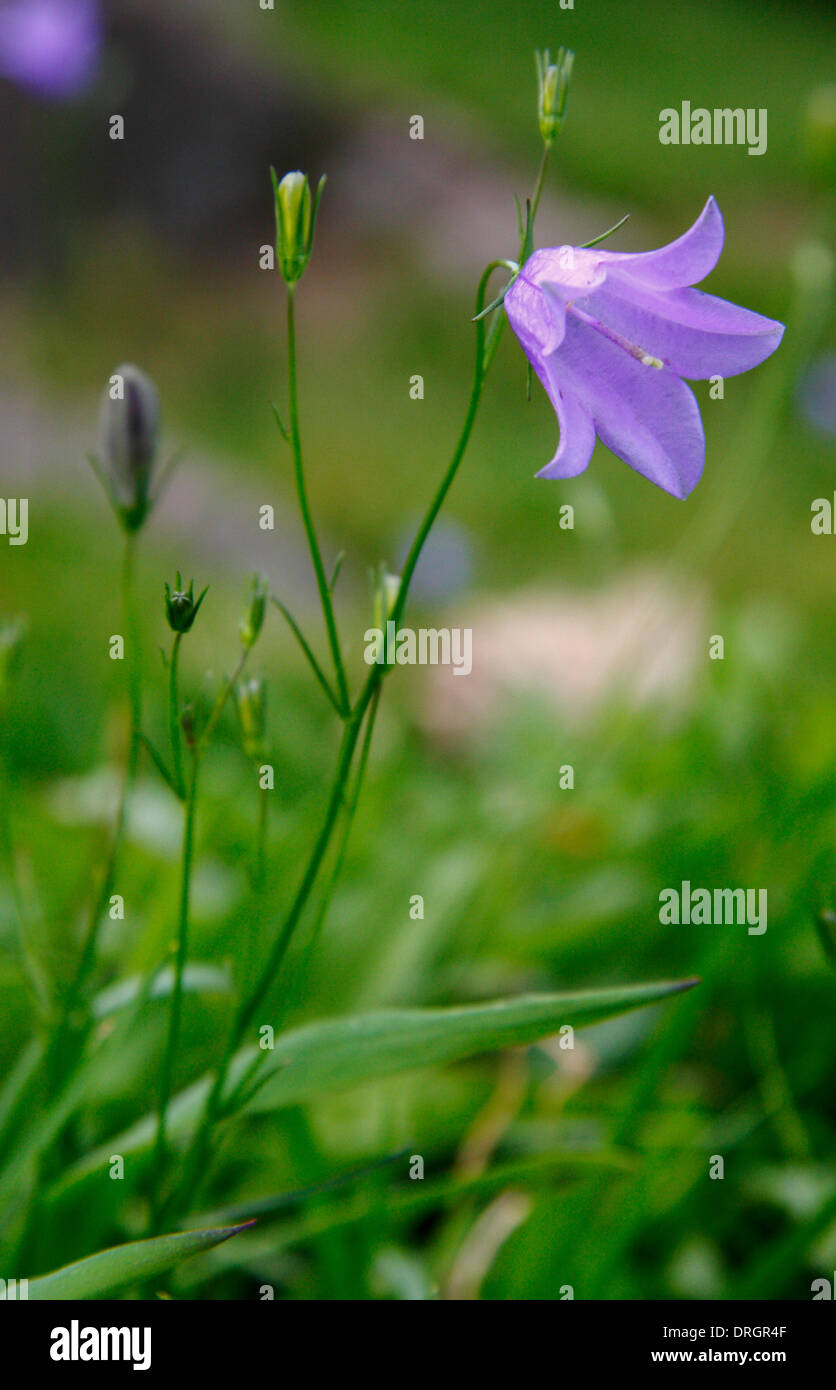 Close up di Campanula rotundifolia, un perenne rhizomatous da la campanula famiglia; comunemente chiamato Harebell, Derbyshire, Regno Unito Foto Stock