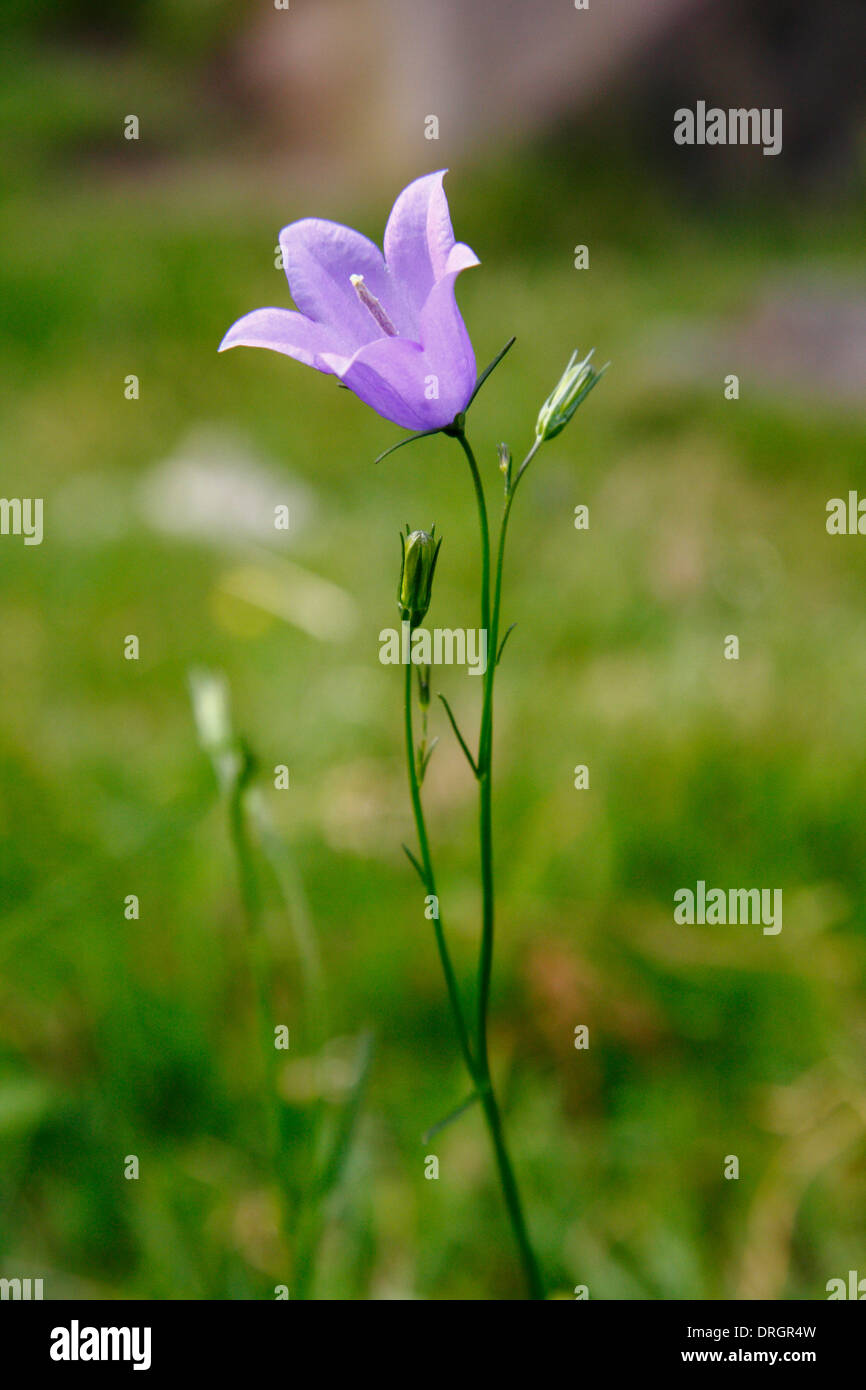 Close up di Campanula rotundifolia, un perenne rhizomatous da la campanula famiglia; comunemente chiamato Harebell, Derbyshire, Regno Unito Foto Stock