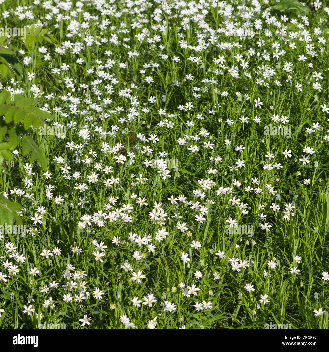 Maggiore stitchwort tappeto di fiori in primavera Foto Stock