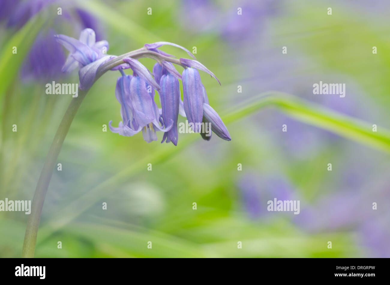 Bluebells in un bosco in Cumbria, Inghilterra. La lente aperto, fornire con bassa profondità di campo e dà il colpo di un effetto sognante. Foto Stock