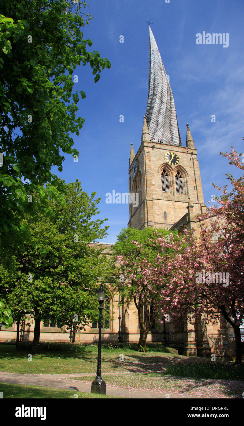 In primavera la fioritura dei ciliegi al di fuori di St Mary e tutti i santi della chiesa parrocchiale, o 'guglia storta', Chesterfield, Derbyshire, Regno Unito Foto Stock