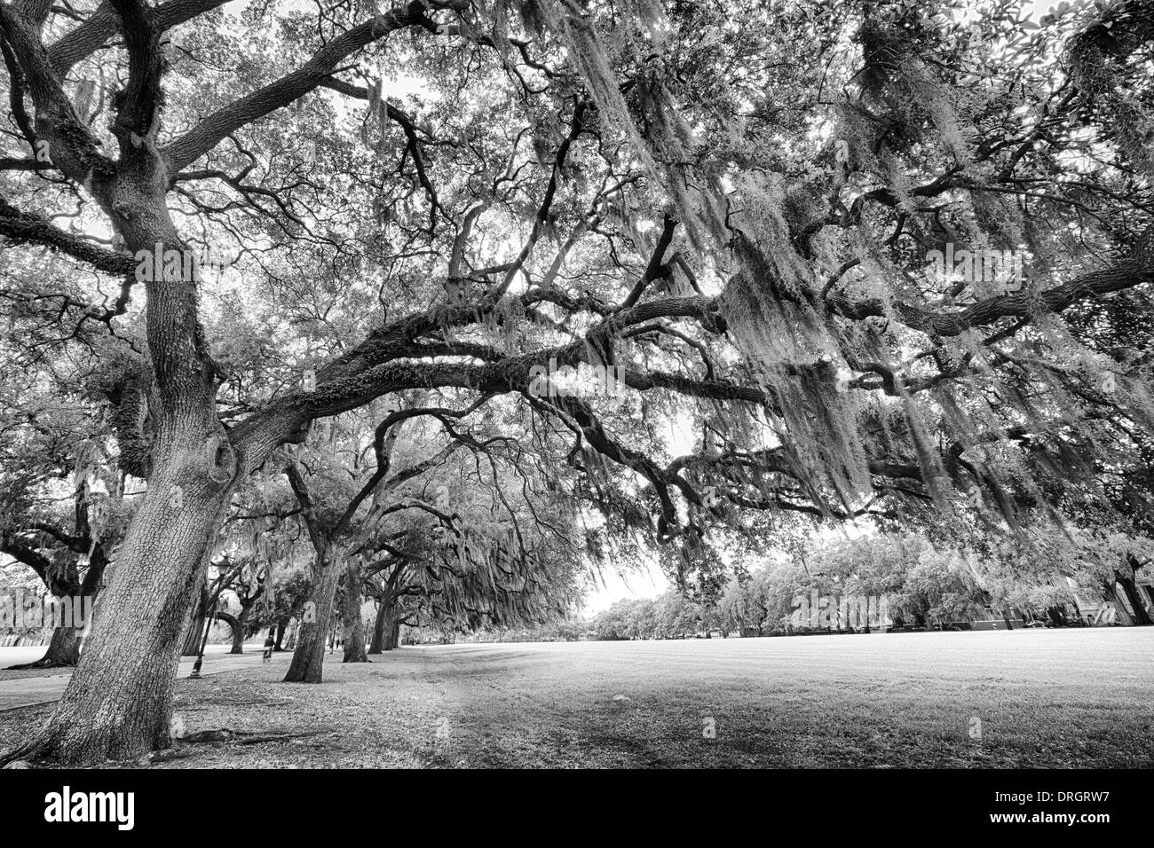 Il famoso live Live meridionale Oaks coperte di muschio Spagnolo cresce in Savannah piazze storiche. Savannah, Georgia Foto Stock