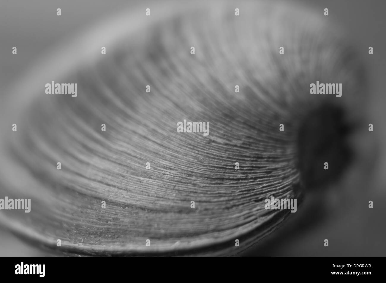 Artista clam shell riduce la profondità di campo Foto Stock