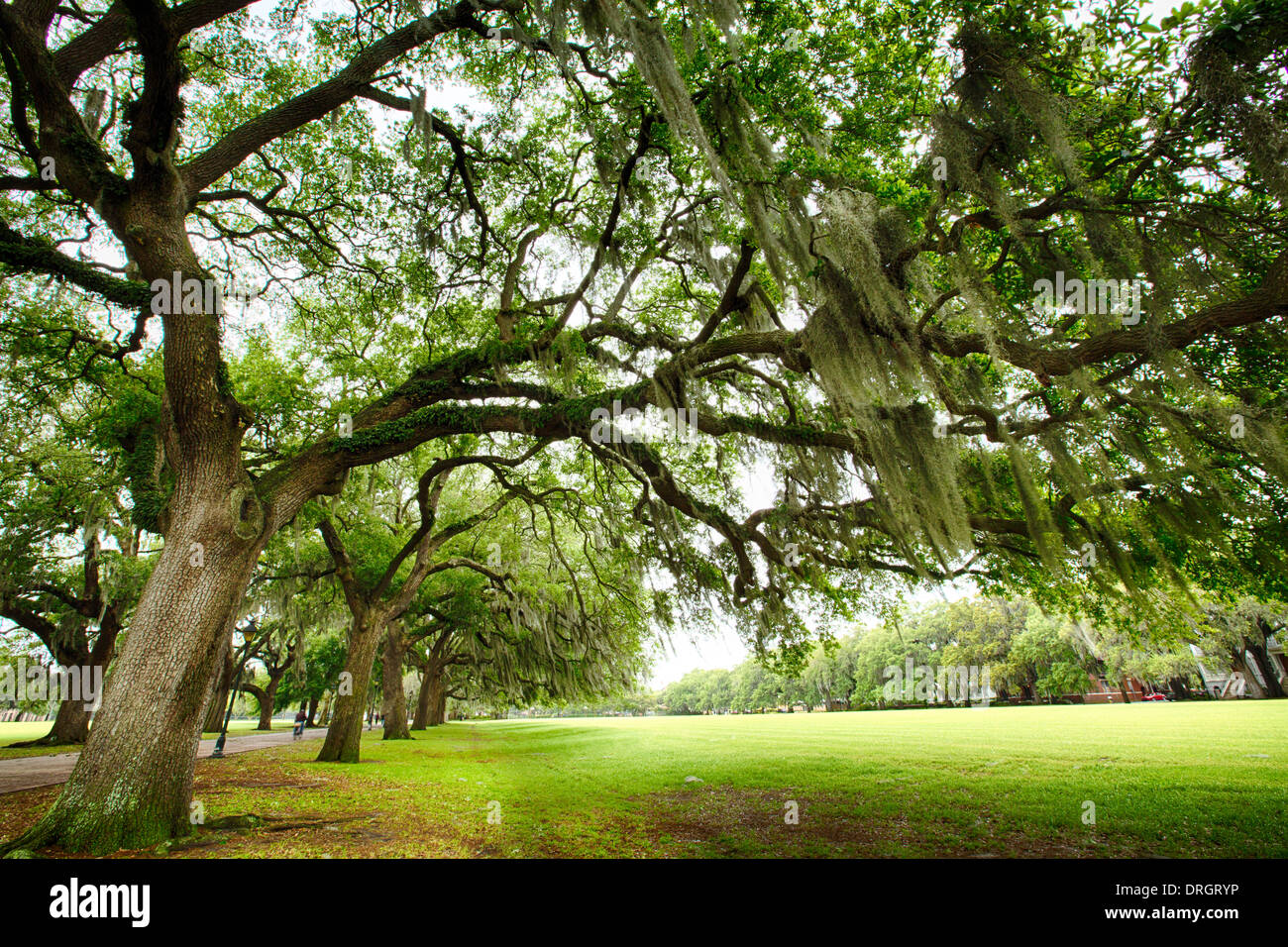 Il famoso live Live meridionale Oaks coperte di muschio Spagnolo cresce in Savannah piazze storiche. Savannah, Georgia Foto Stock