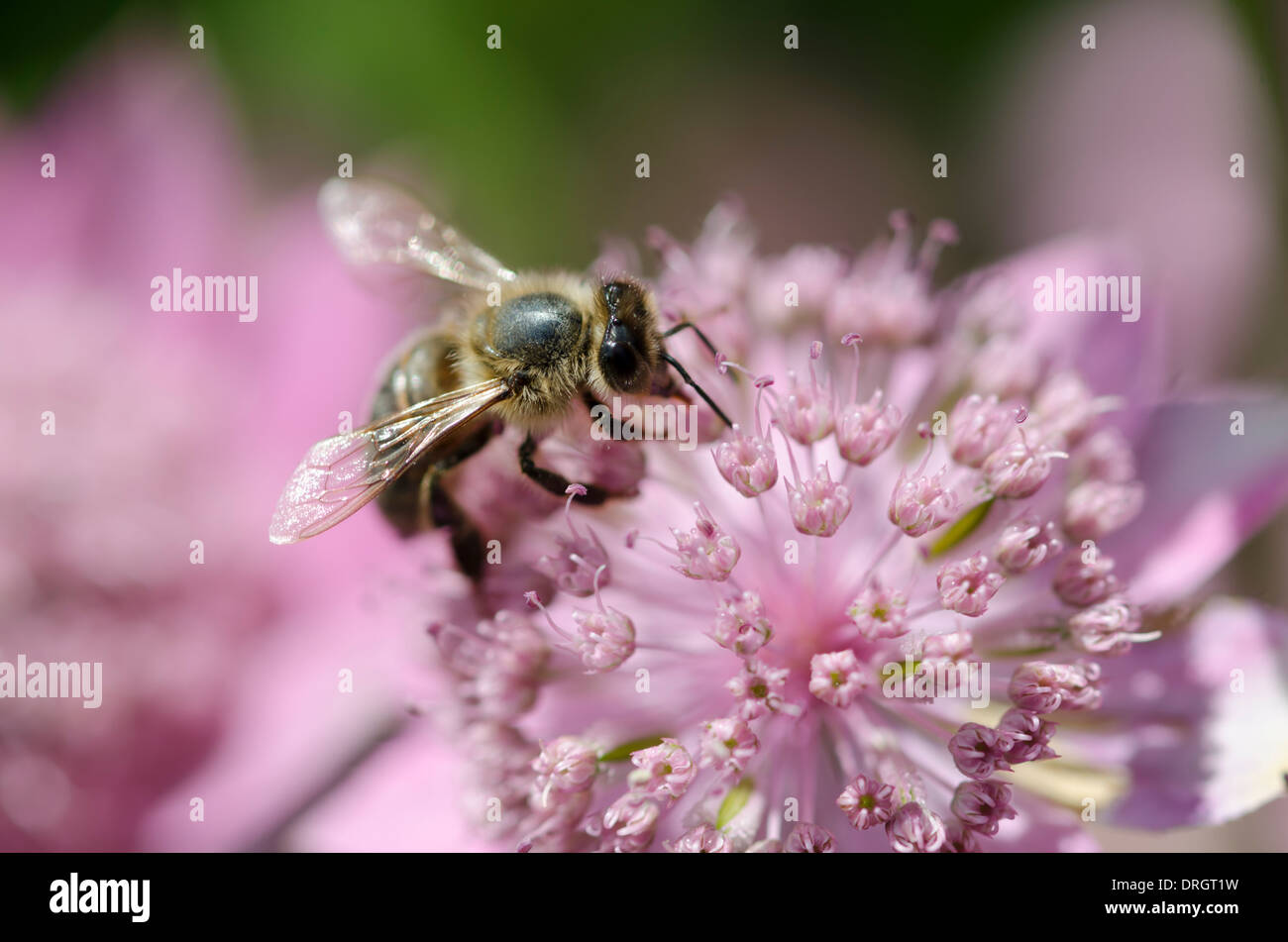 Un miele delle api su un fiore rosa al sole. Foto Stock