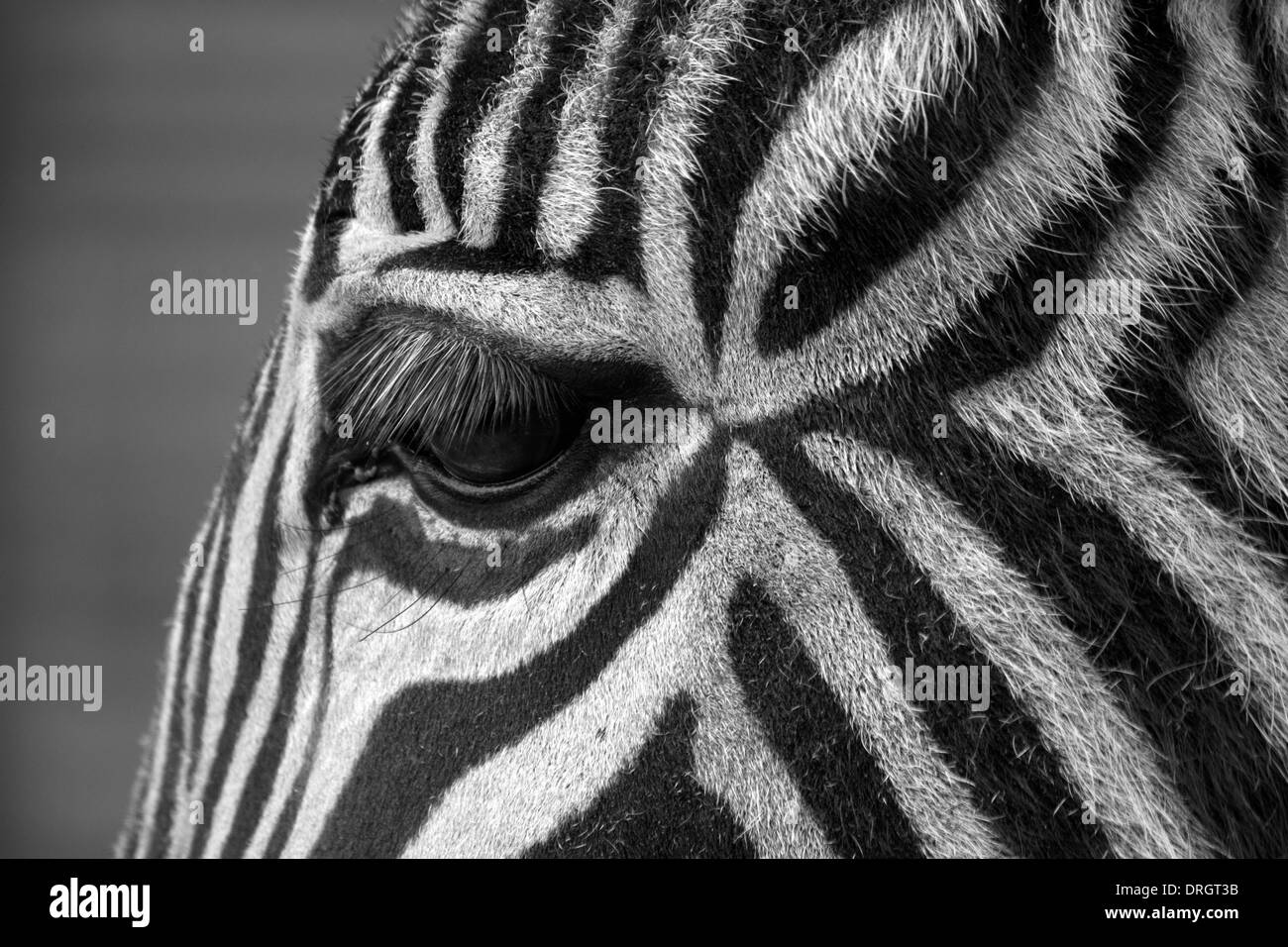 Inquadratura del viso di una zebra, concentrandosi sugli occhi. Colpendo i contrassegni Foto Stock