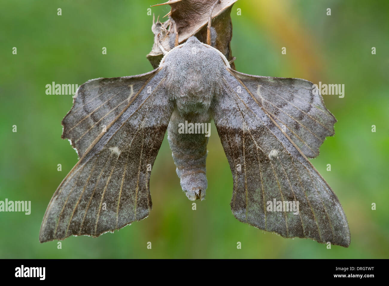 Il PIOPPO Hawk-Moth (Laothoe populi) appoggiato sulla foglia secca Preston Montford Shrewsbury Shropshire Inghilterra Foto Stock