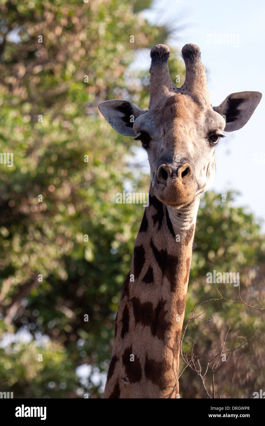 Maasai Giraffe a Ruaha National Park Foto Stock
