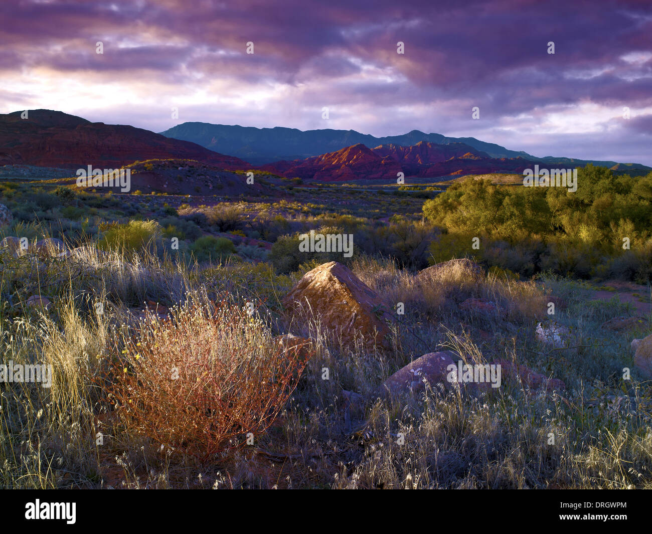 Una serata vista delle scogliere rosso deserto riserva, Utah, Stati Uniti d'America Foto Stock