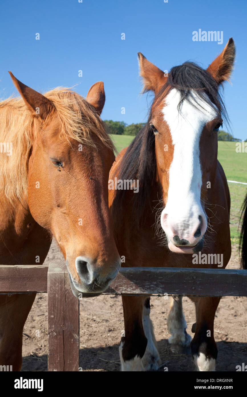 Shire cavalli al Hillside Animal Sanctuary, West Runton, Norfolk Foto Stock