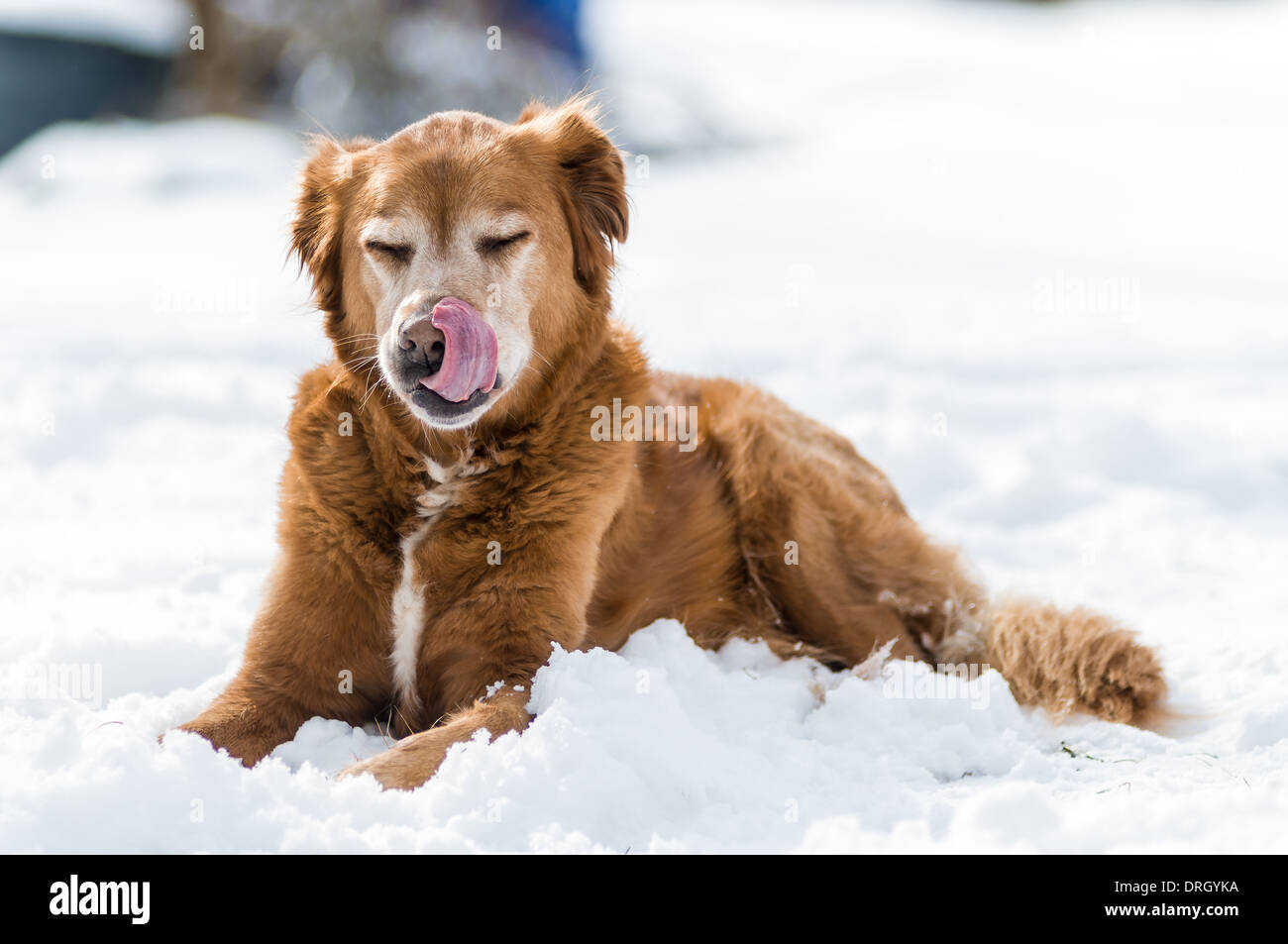 Il Golden Retriever in inverno la neve Foto Stock