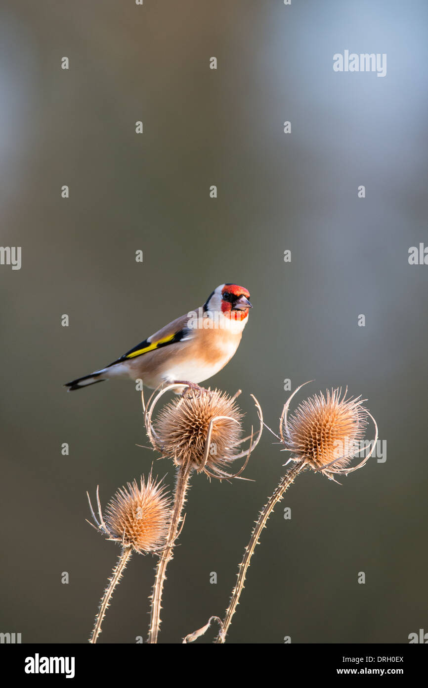 Cardellino (Carduelis carduelis) su un teasel. Foto Stock