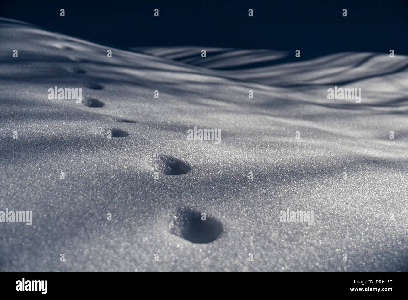 Orme di animali sulla neve . Umeå in Svezia Foto Stock