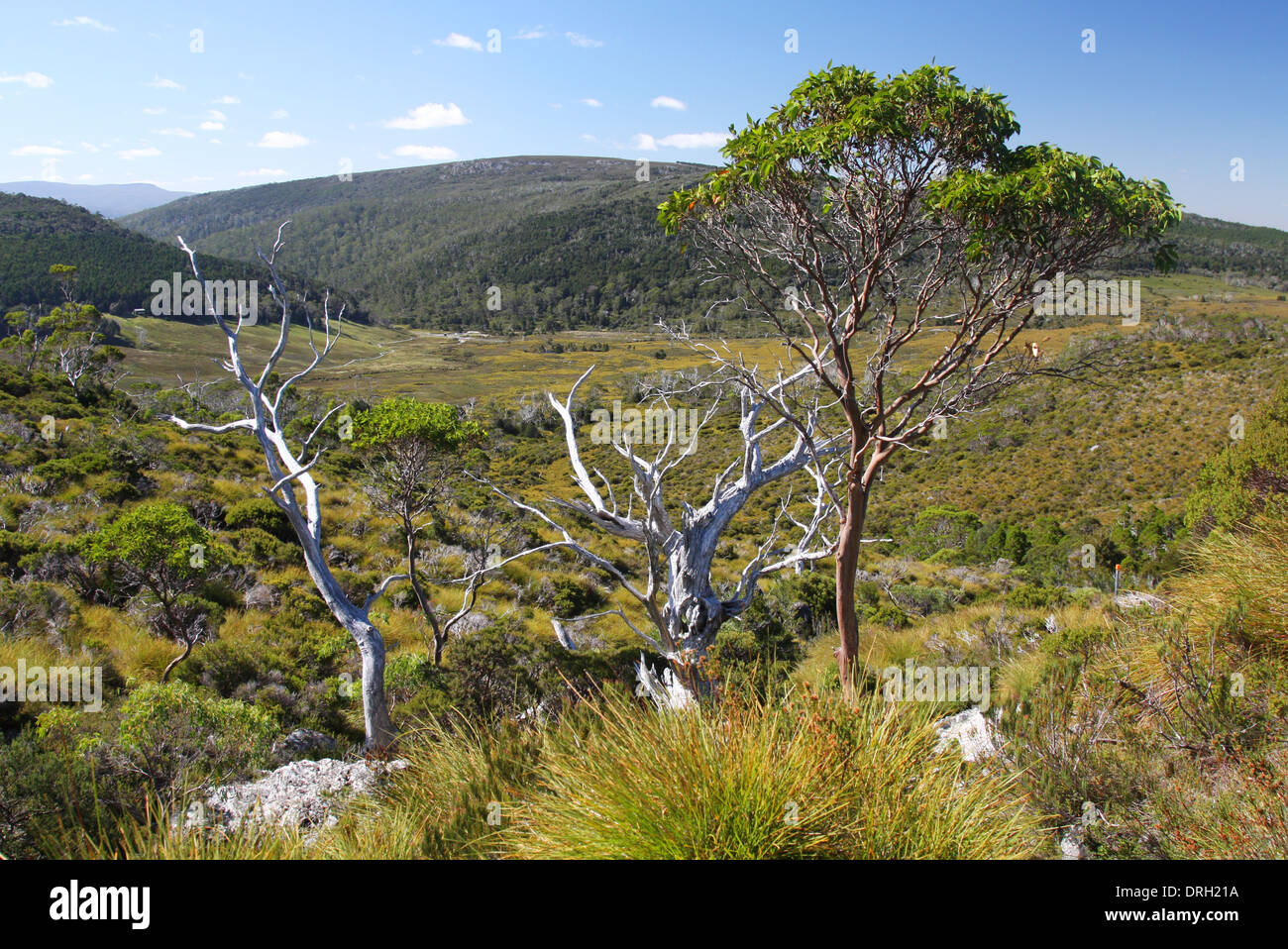 Paesaggio australiano in Tasmania Foto Stock