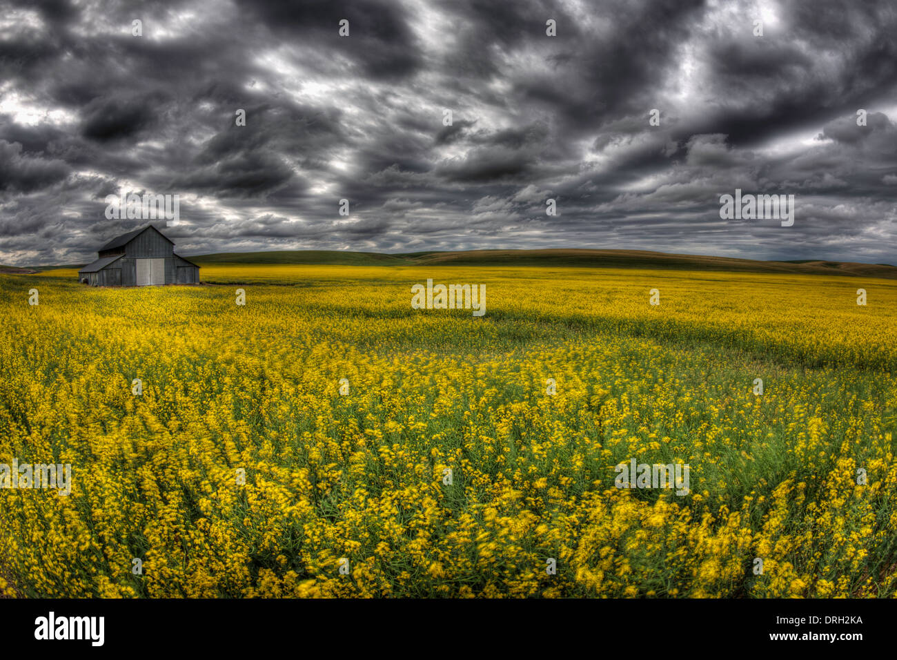 Campo coperto di canola, meridionale dello Stato di Washington, USA Foto Stock